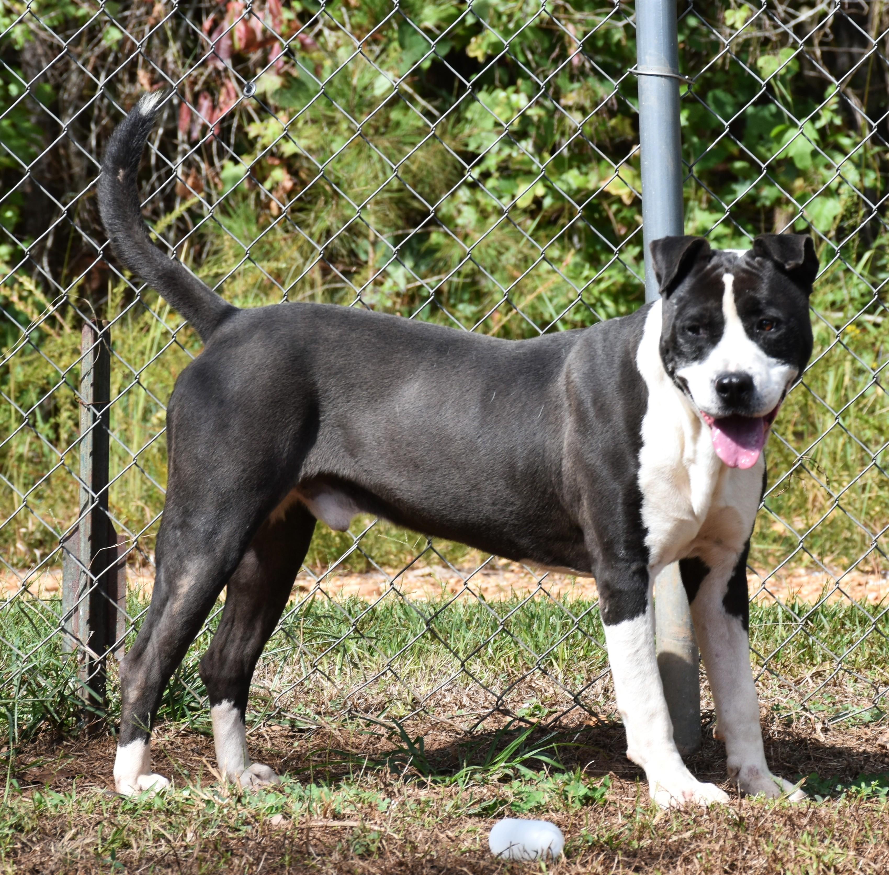 Enlarge Bo, a ADOPTABLE mixed breed in Wedowee, AL image 3/6