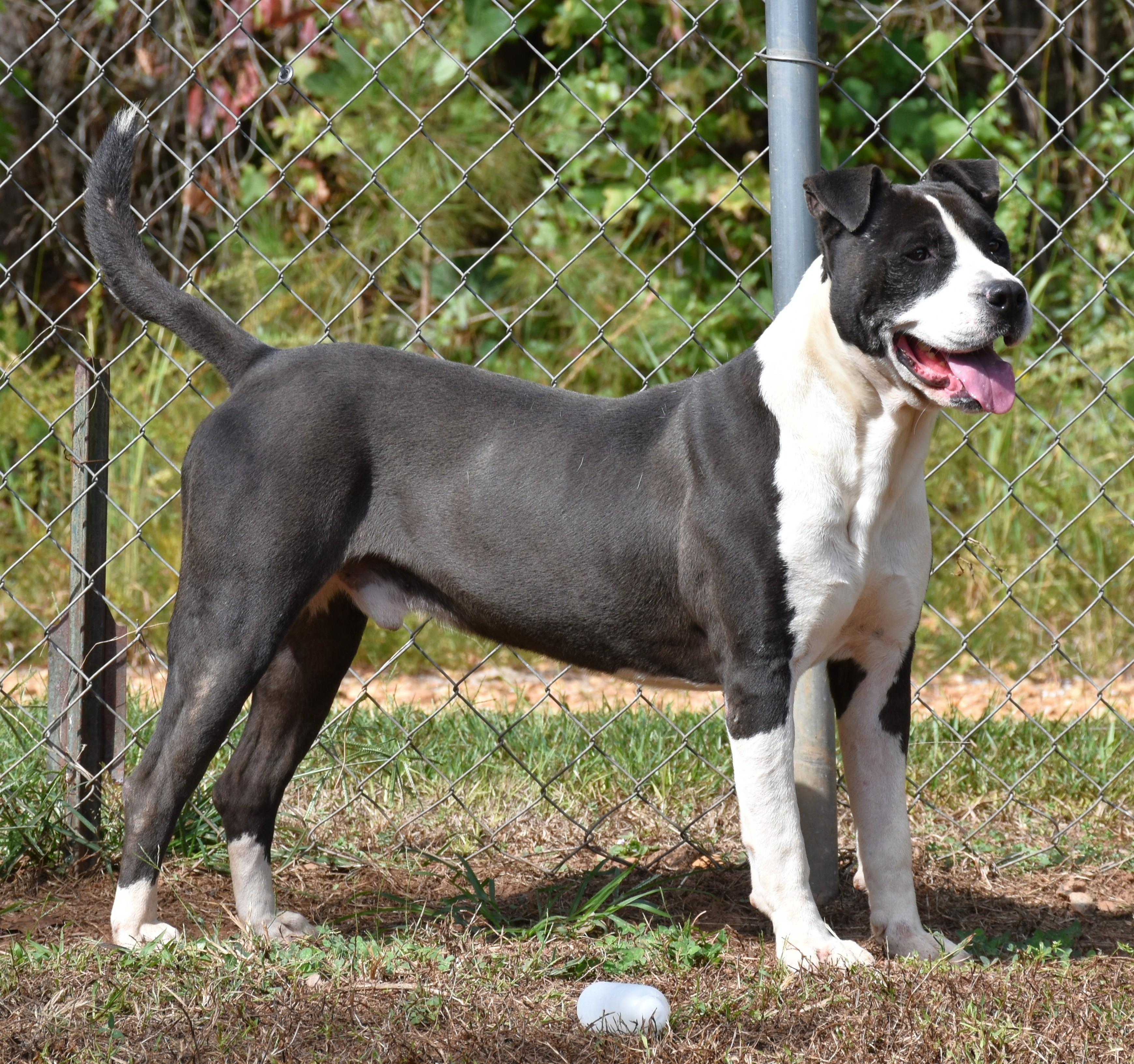 Enlarge Bo, a ADOPTABLE mixed breed in Wedowee, AL image 5/6