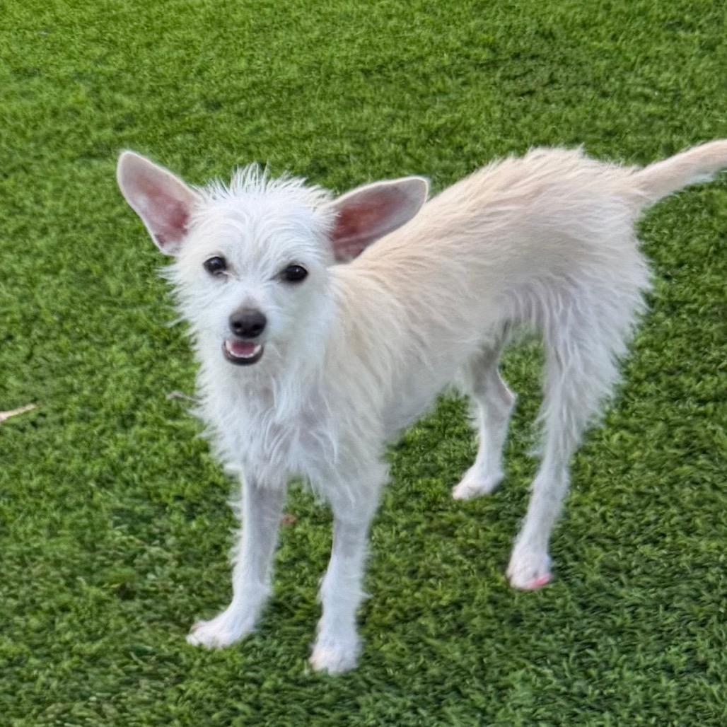 Enlarge Paloma, a Adoptable mixed breed in Las Vegas, NV image 1/2