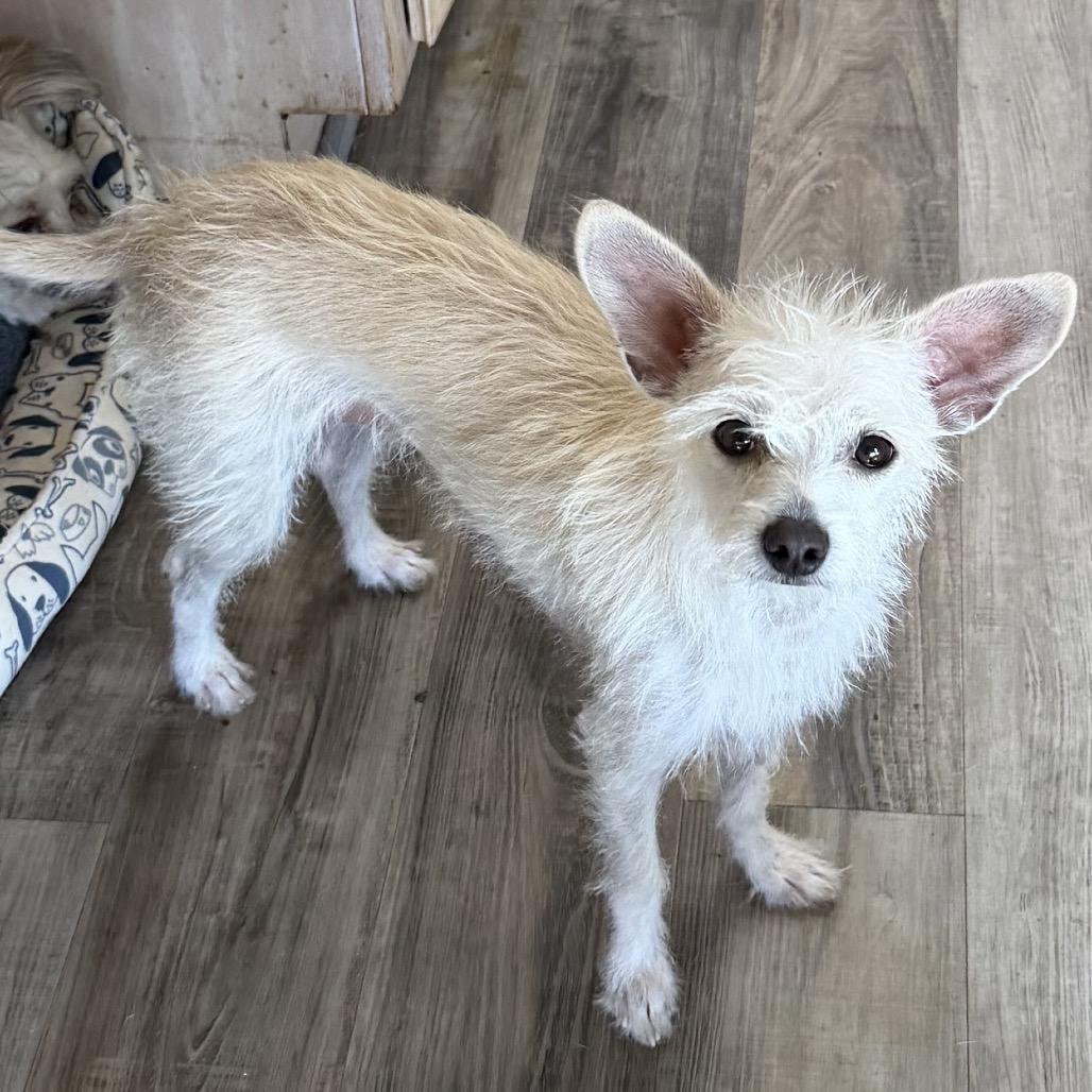 Enlarge Paloma, a Adoptable mixed breed in Las Vegas, NV image 2/2