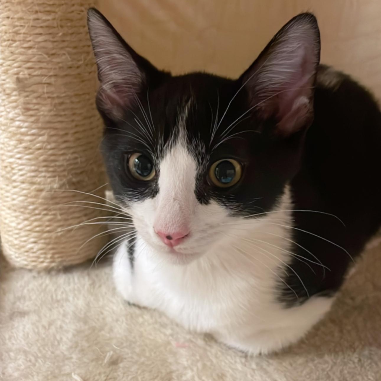Bucky - loves cats & kids - is cool with dogs, an adopted American Shorthair in Sunset Valley, TX image 5/6