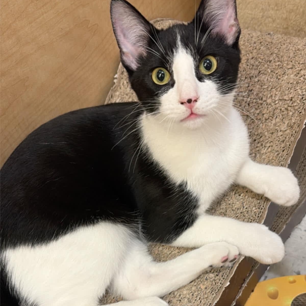 Bucky - loves cats & kids - is cool with dogs, an adopted American Shorthair in Sunset Valley, TX image 4/6