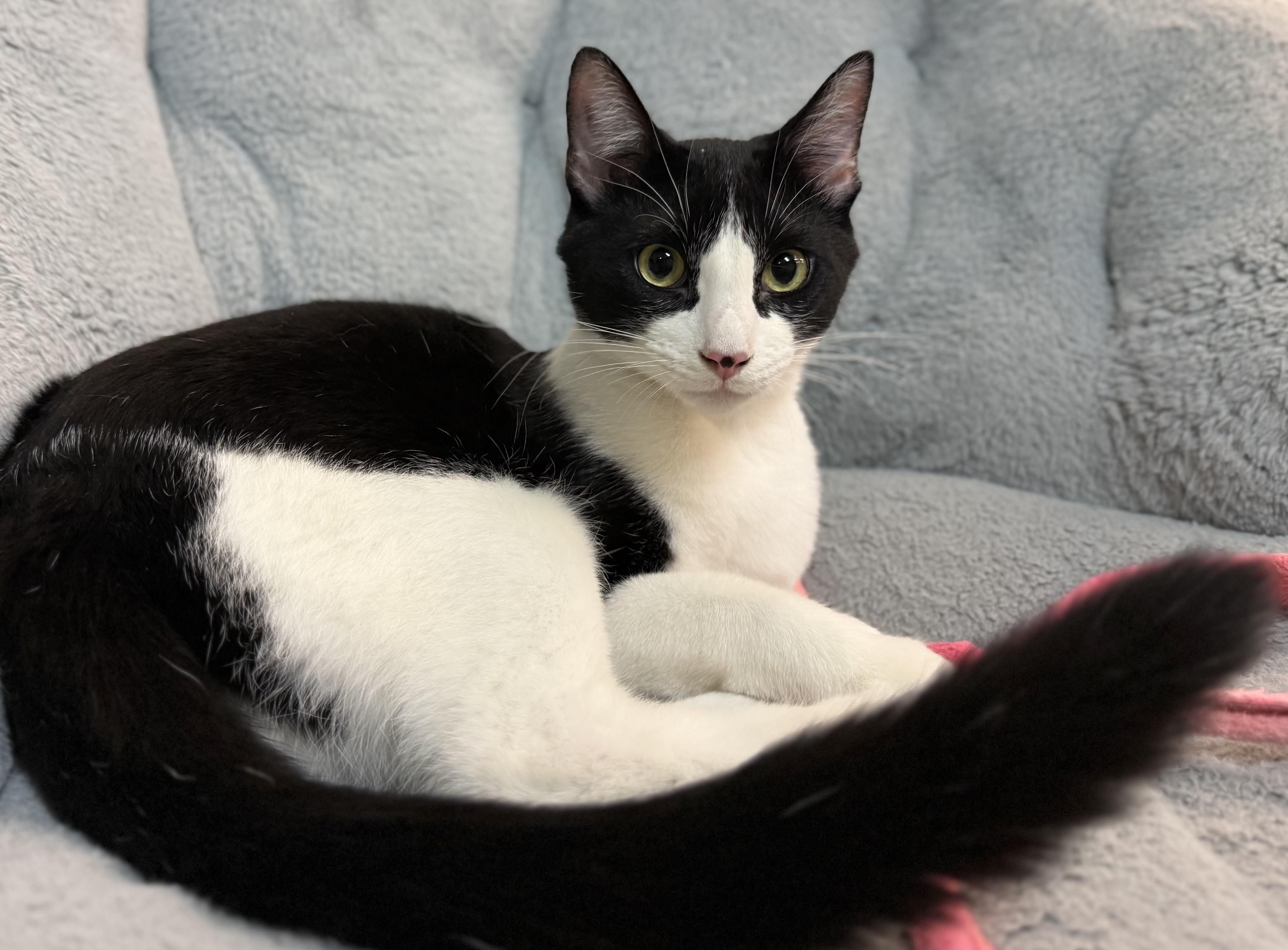 Bucky - loves cats & kids - is cool with dogs, an adopted American Shorthair in Sunset Valley, TX image 2/6