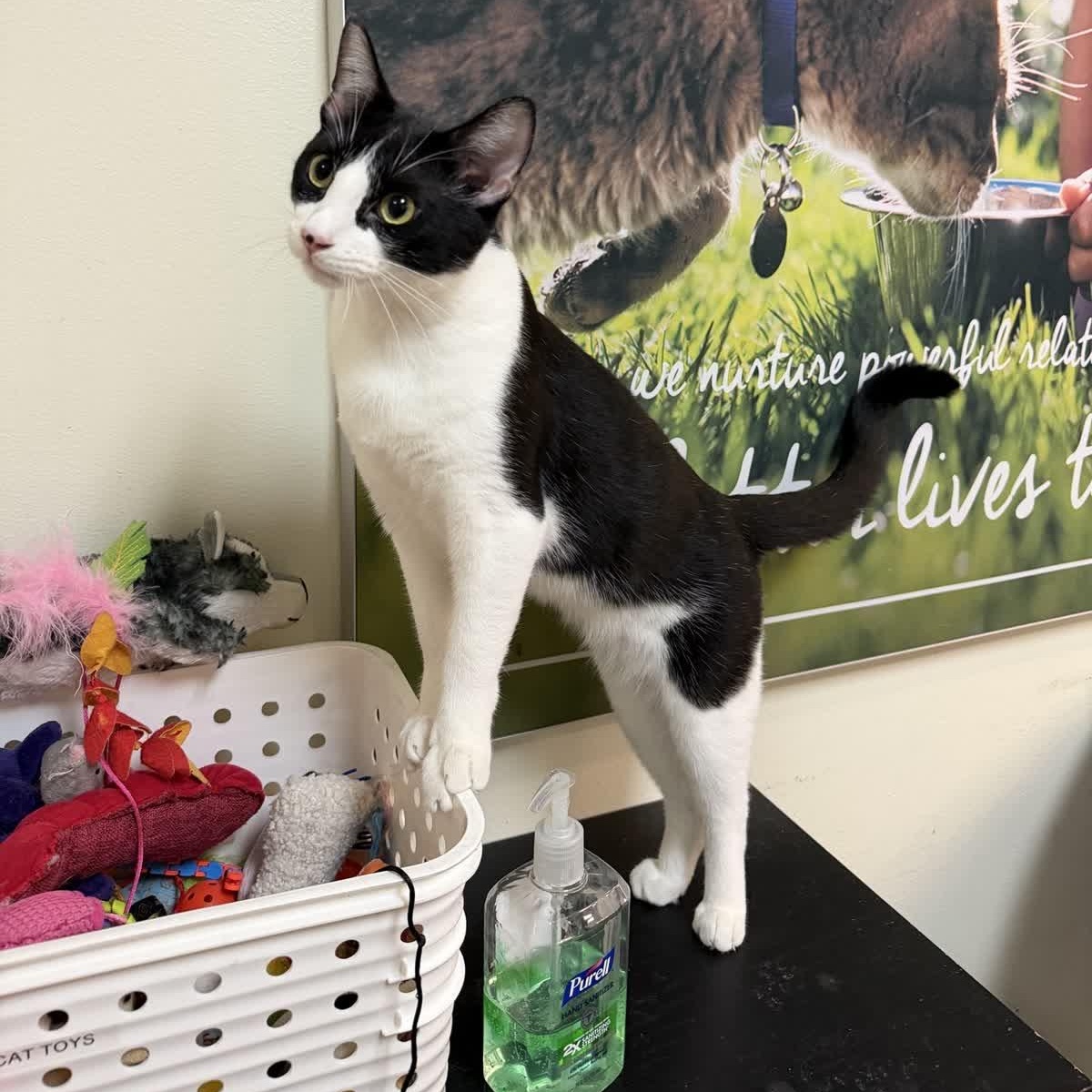 Bucky - loves cats & kids - is cool with dogs, an adopted American Shorthair in Sunset Valley, TX image 1/6