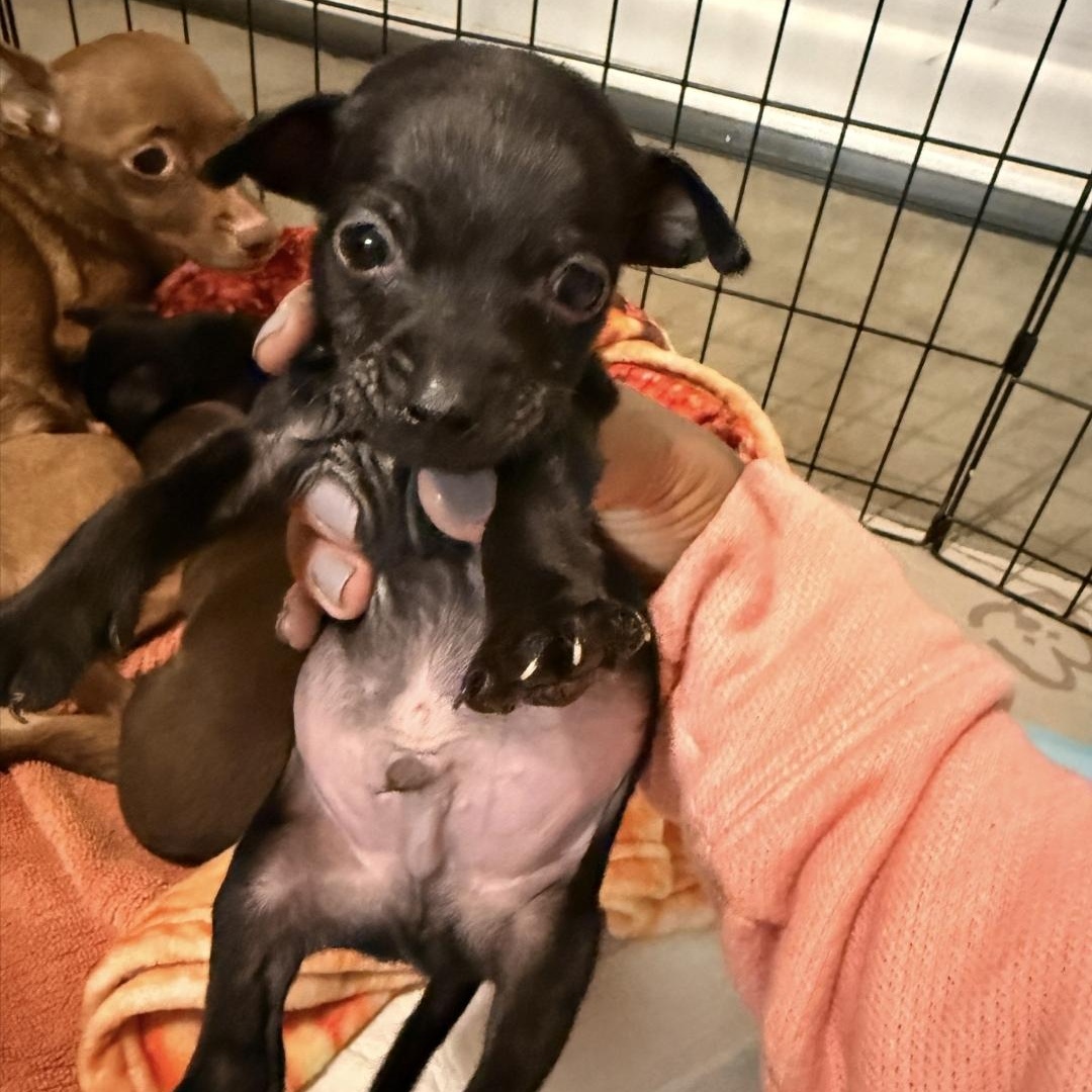 Tiny, Adoptable, Puppy Male Chihuahua.