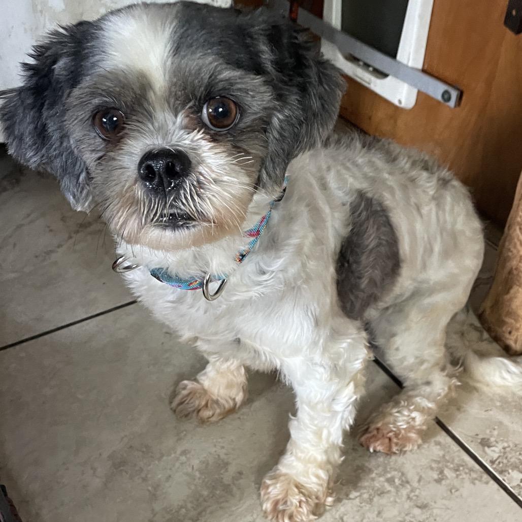 Talia, Adoptable, Adult Female Shih Tzu & Bichon Frise.