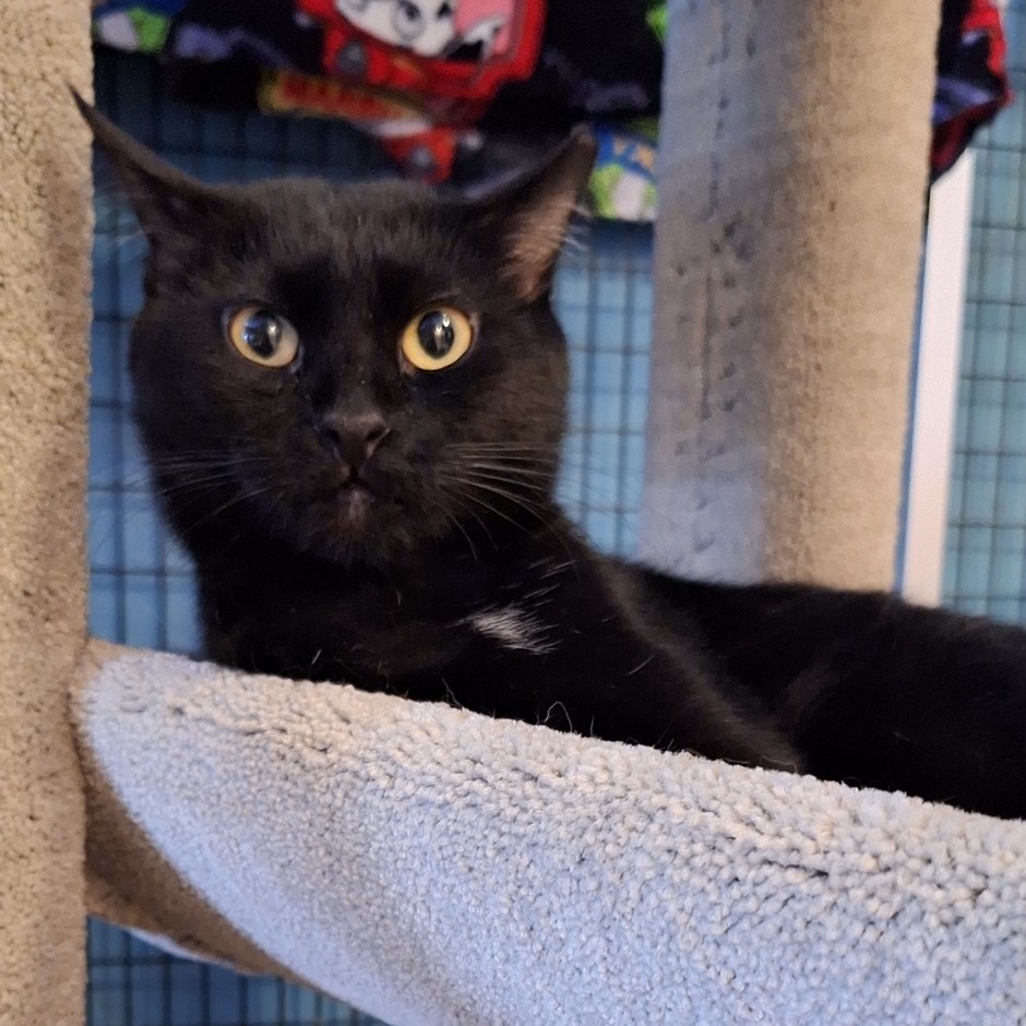 Cubes, a Adoptable Domestic Short Hair in Deerfield Beach, FL image 1/6