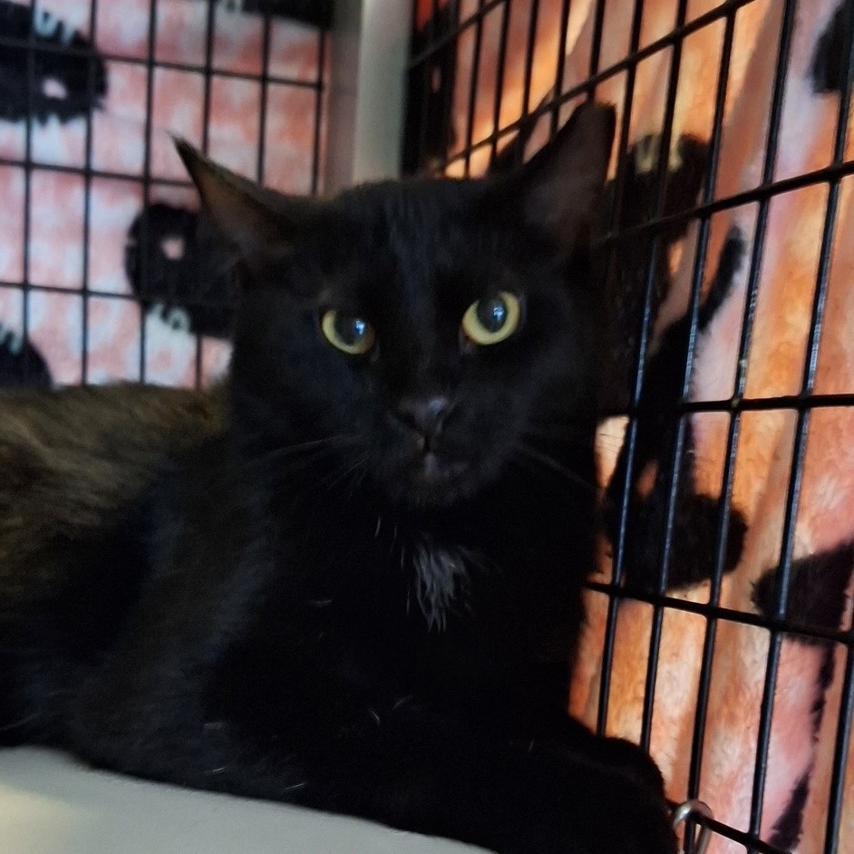 Cubes, a Adoptable Domestic Short Hair in Deerfield Beach, FL image 2/6