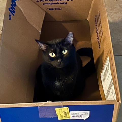 Cubes, a Adoptable Domestic Short Hair in Deerfield Beach, FL image 6/6