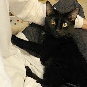 Cubes, a Adoptable Domestic Short Hair in Deerfield Beach, FL image 3/6