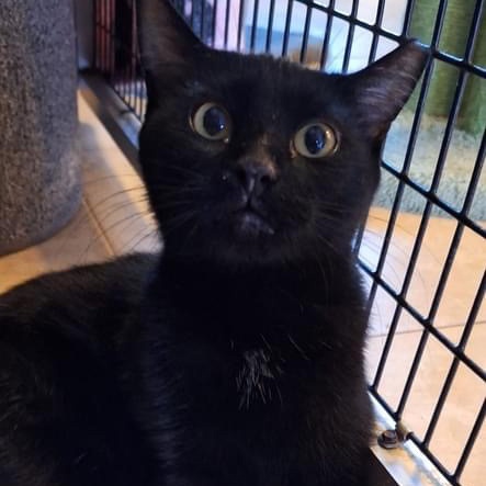 Cubes, Adoptable, Young Female Domestic Short Hair.