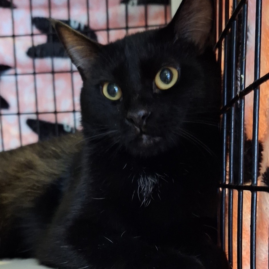 Cubes, a Adoptable Domestic Short Hair in Deerfield Beach, FL image 5/6