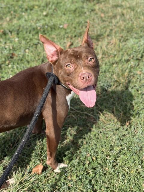 Enlarge COCO, a Adoptable mixed breed in Olivette, MO image 1/1