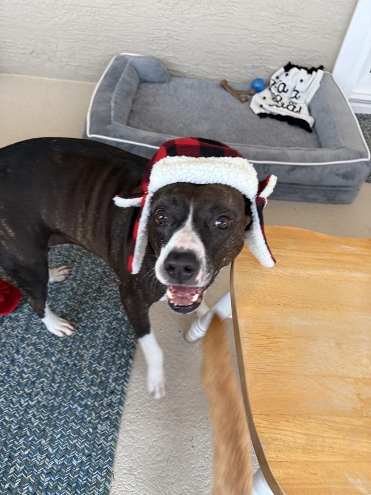 Evie, Adoptable, Adult Female Pit Bull Terrier & Mixed Breed.