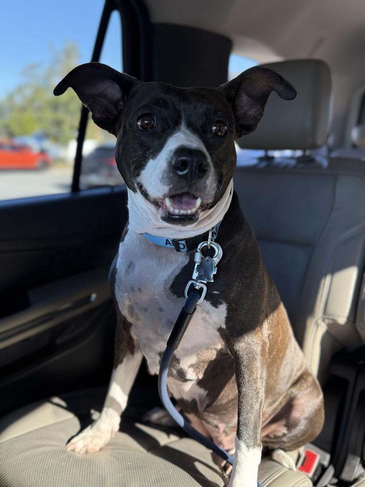 Evie, a Adoptable mixed breed in Orlando, FL image 2/6