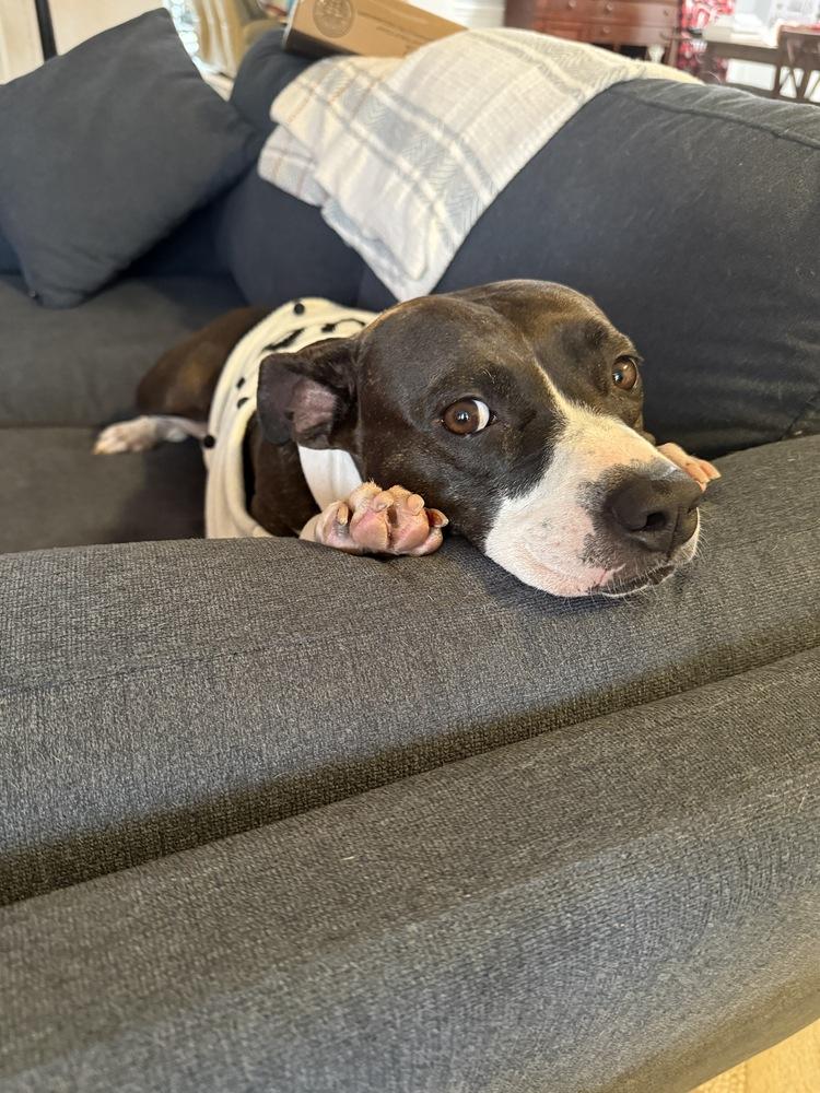 Evie, Adoptable, Adult Female Pit Bull Terrier & Mixed Breed.