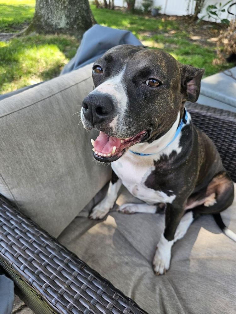 Evie, Adoptable, Adult Female Pit Bull Terrier & Mixed Breed.
