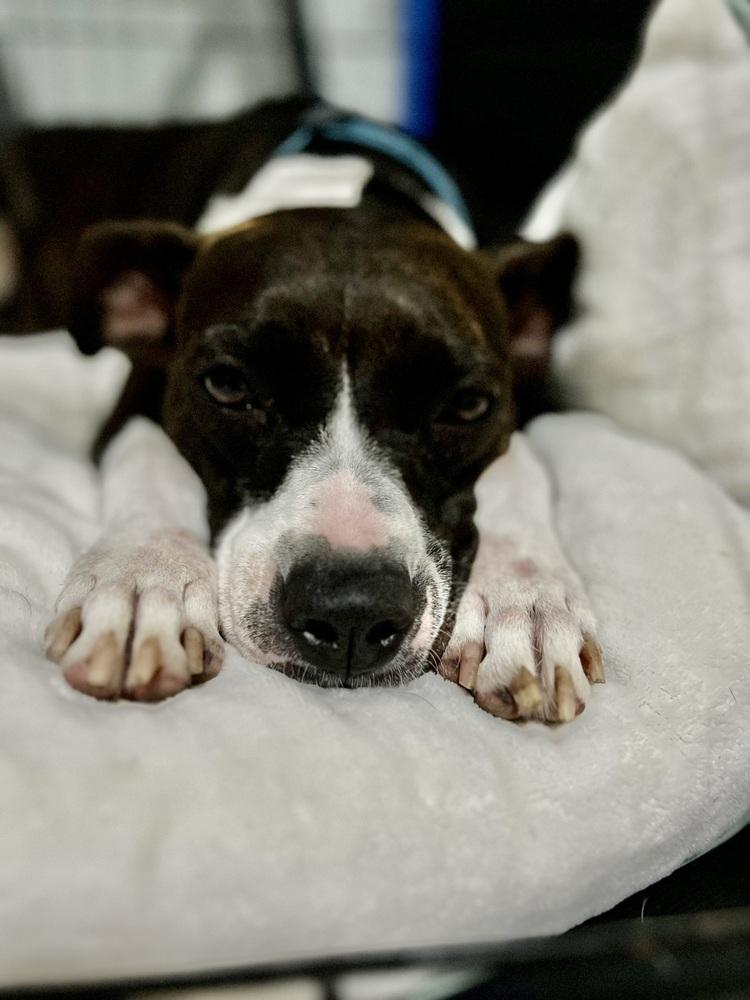 Evie, a Adoptable mixed breed in Orlando, FL image 6/6