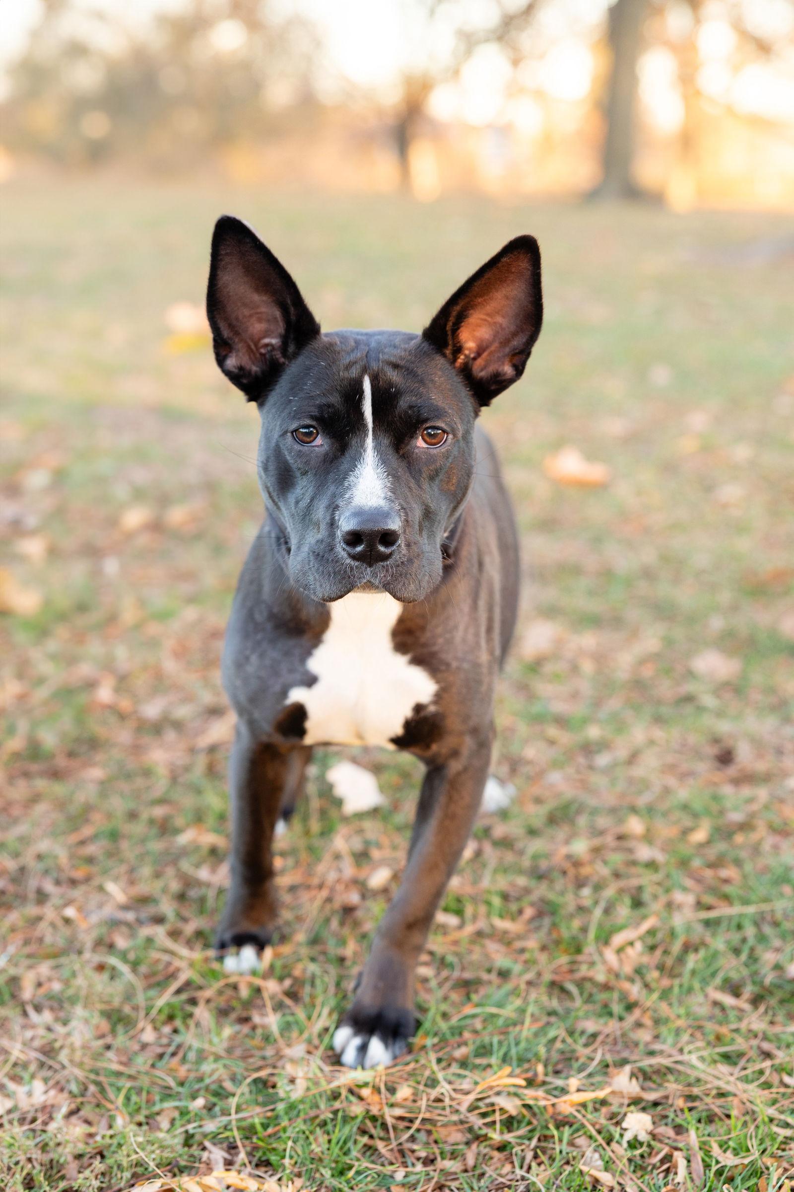 Banderita, Adoptable, Young Female Pit Bull Terrier.