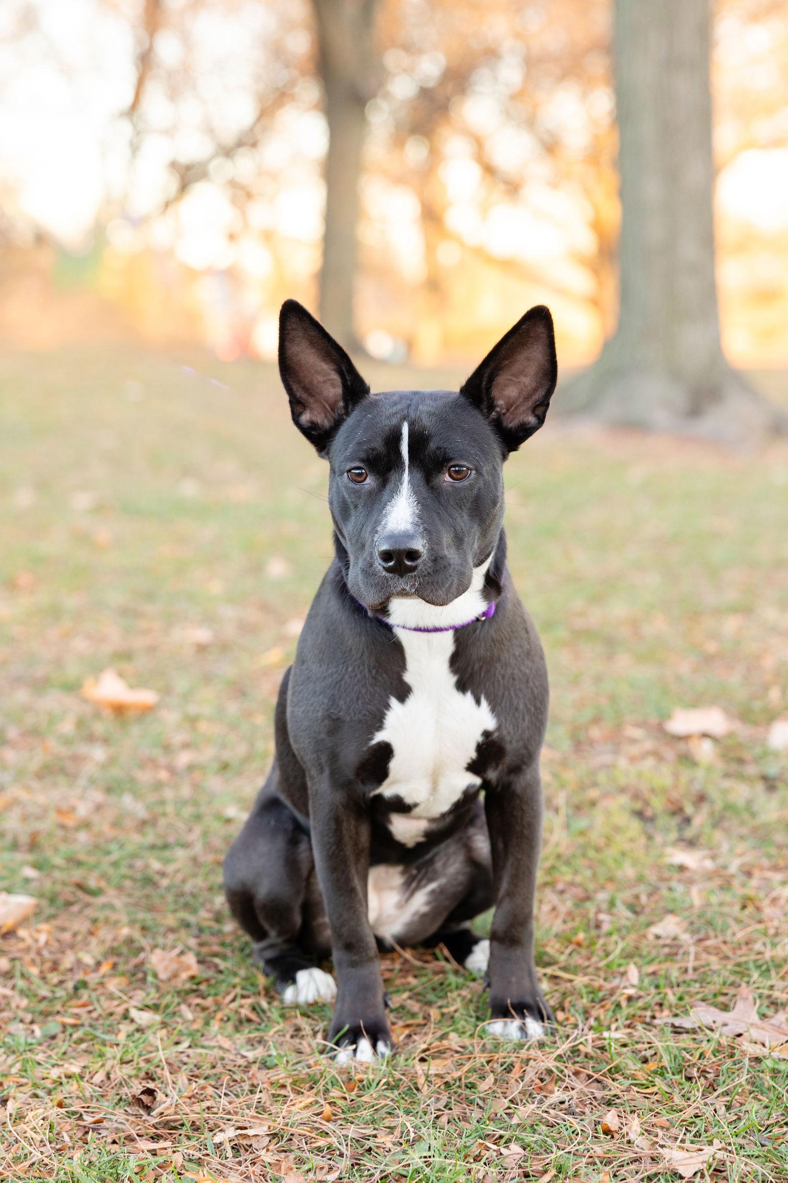 Banderita, a Adoptable Pit Bull Terrier in Crete, IL image 2/3