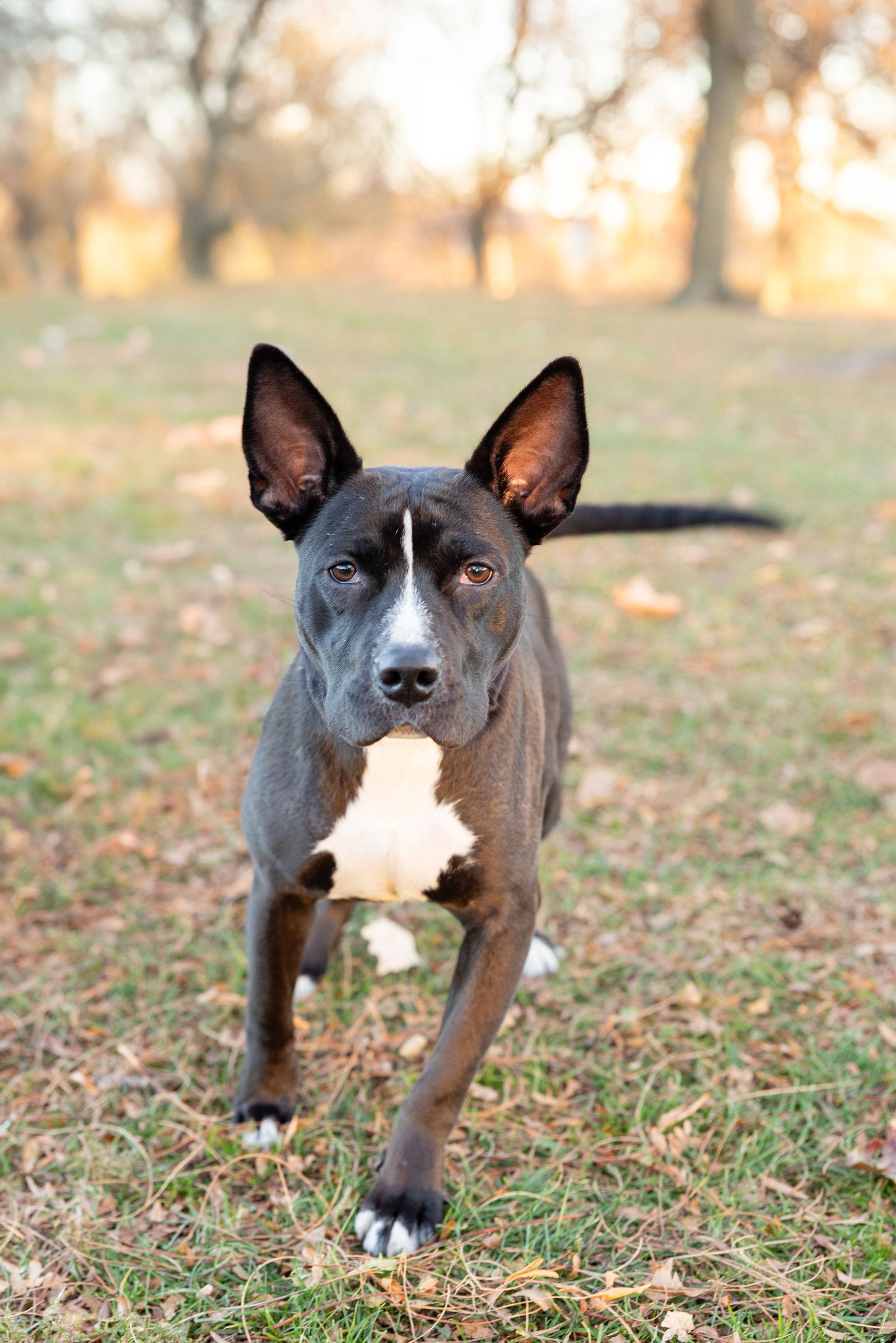 Banderita, Adoptable, Young Female Pit Bull Terrier.