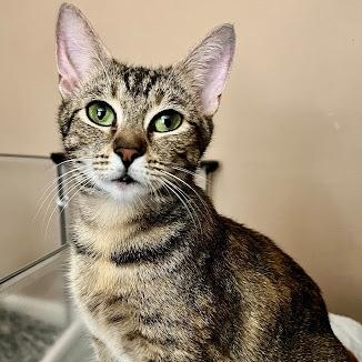 Enlarge Rella, a ADOPTABLE American Shorthair in Danbury, CT image 1/1