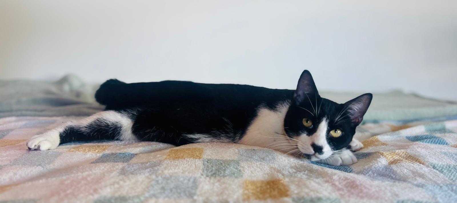 Enlarge WINTER, a ADOPTABLE Domestic Short Hair in Kearny, NJ image 2/6