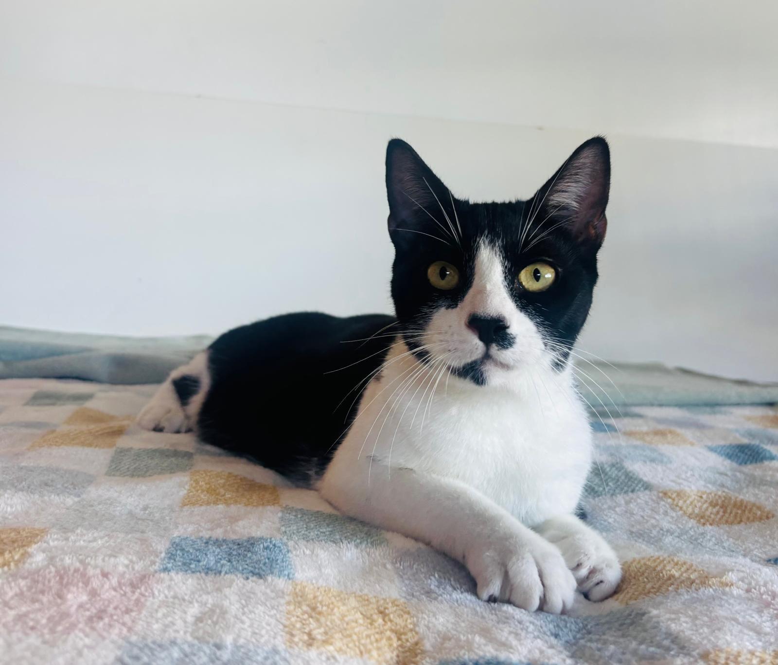 Enlarge WINTER, a ADOPTABLE Domestic Short Hair in Kearny, NJ image 1/6