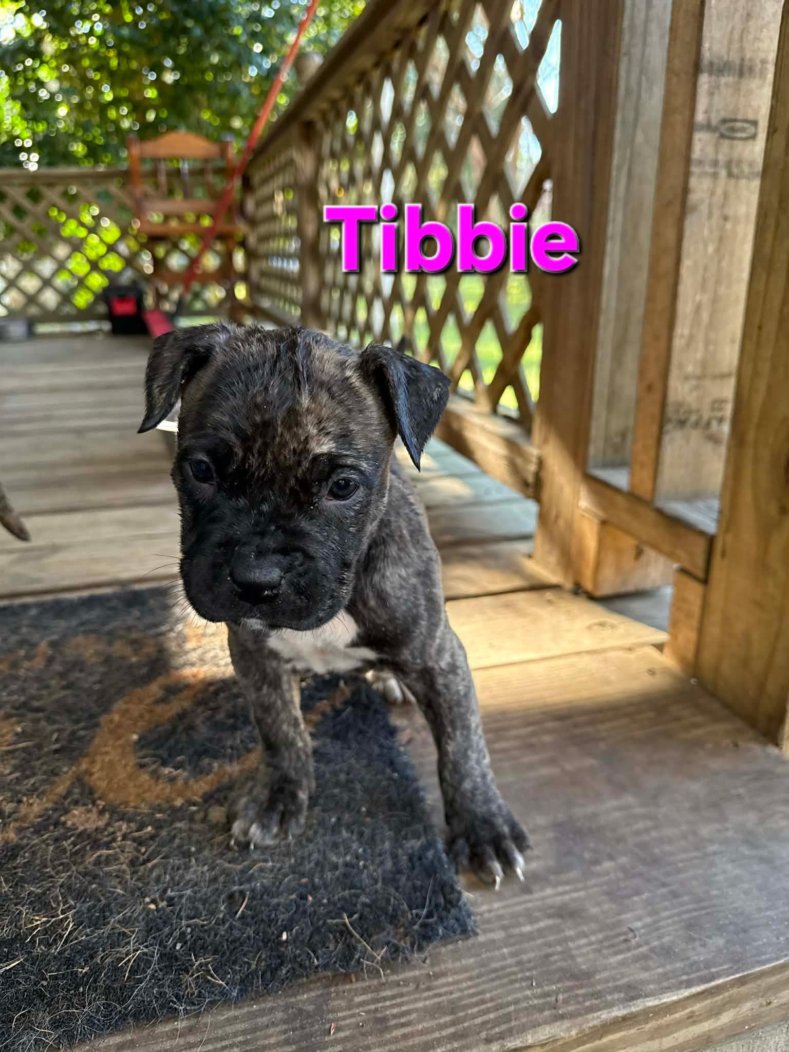 Enlarge Tibbie, an adopted mixed breed in Mobile, AL image 1/1