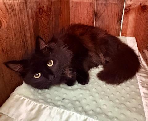 Enlarge Zephyr, a ADOPTABLE Domestic Medium Hair in Mt Pleasant, SC image 6/6