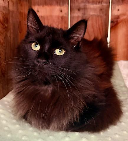 Enlarge Zephyr, a ADOPTABLE Domestic Medium Hair in Mt Pleasant, SC image 1/6