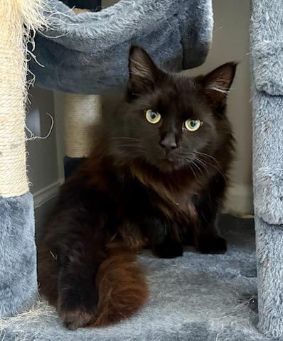 Enlarge Zephyr, a ADOPTABLE Domestic Medium Hair in Mt Pleasant, SC image 2/6