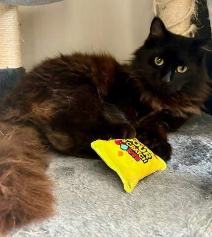 Enlarge Zephyr, a ADOPTABLE Domestic Medium Hair in Mt Pleasant, SC image 5/6