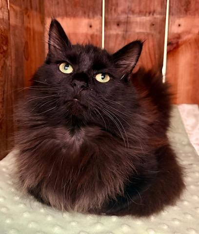 Enlarge Zephyr, a ADOPTABLE Domestic Medium Hair in Mt Pleasant, SC image 4/6