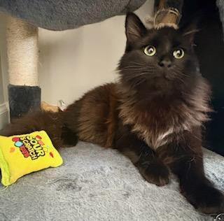 Enlarge Zephyr, a ADOPTABLE Domestic Medium Hair in Mt Pleasant, SC image 3/6