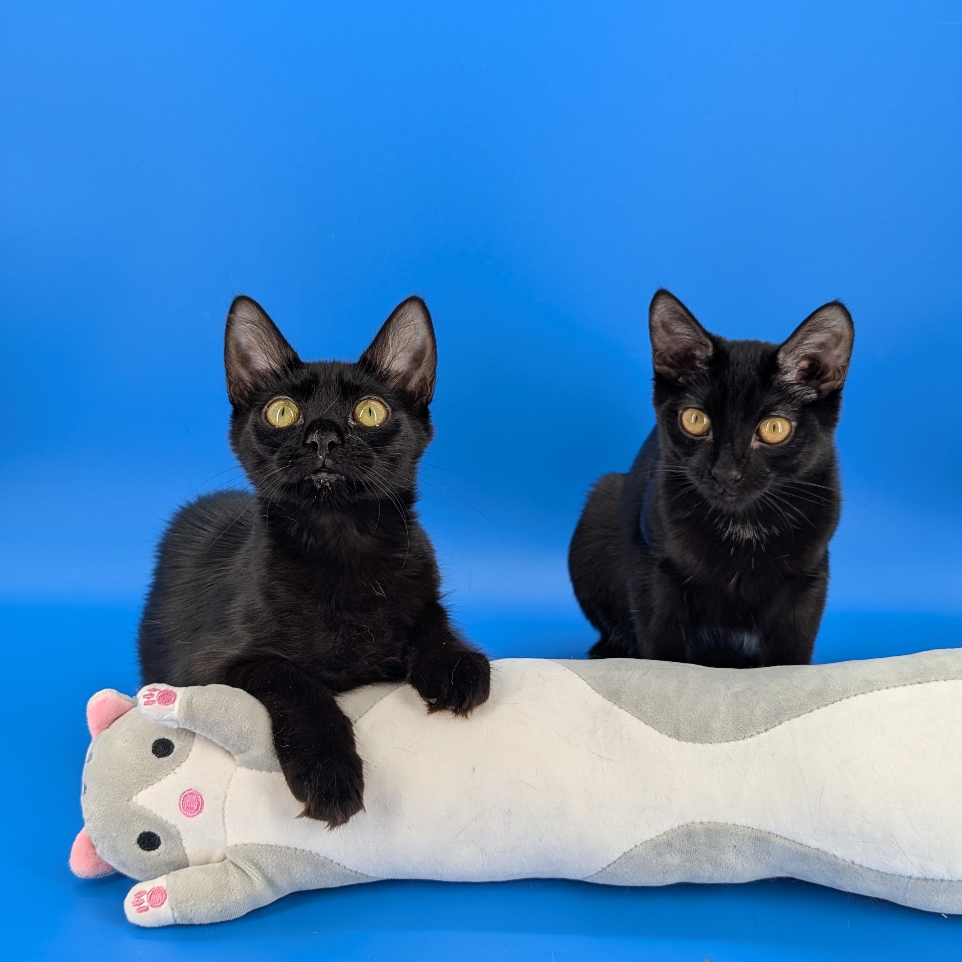 Enlarge Mira (The tiny philosophers), a Adoptable mixed breed in Canton, GA image 6/6