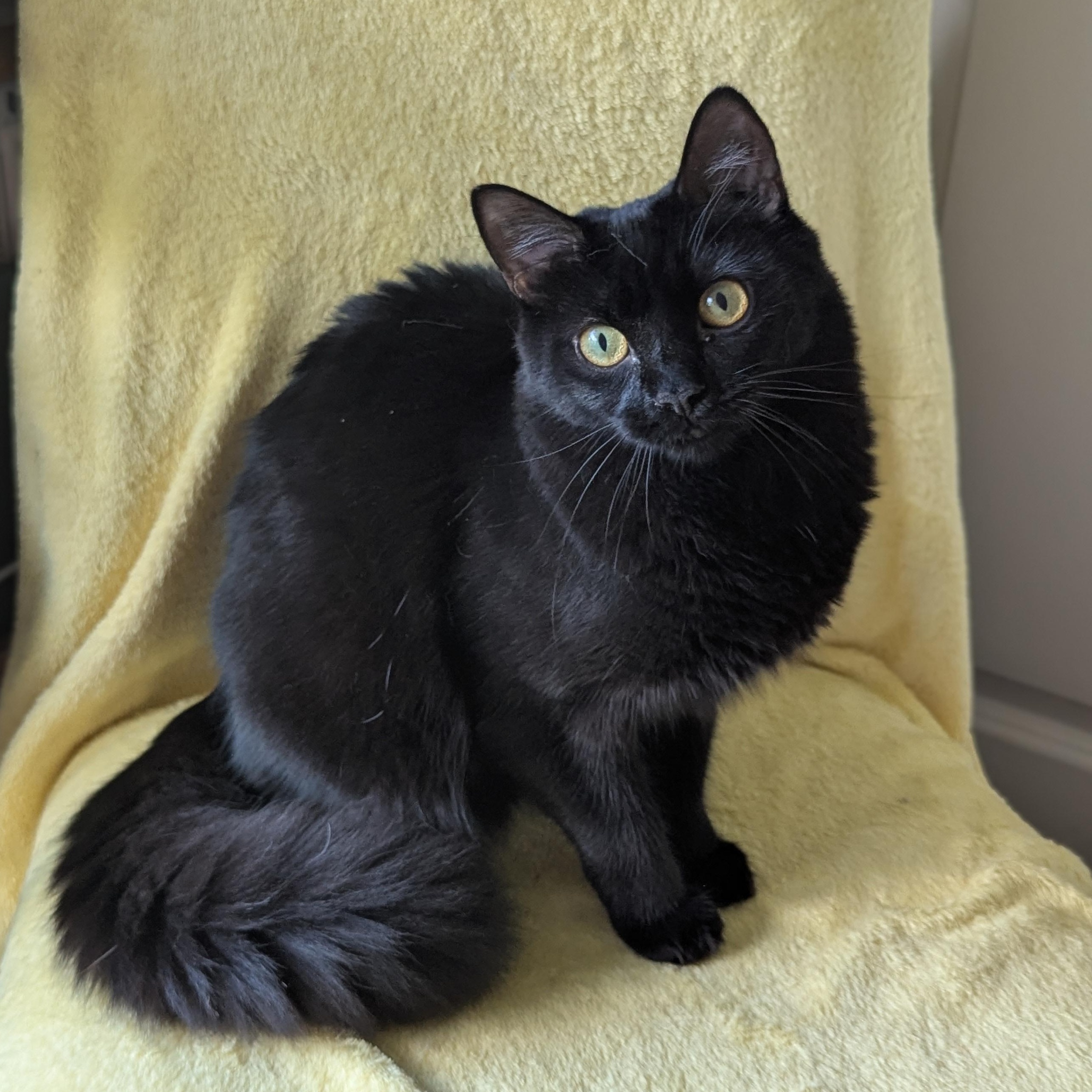 Mira (The tiny philosophers), a Adoptable Bombay in Canton, GA image 1/6