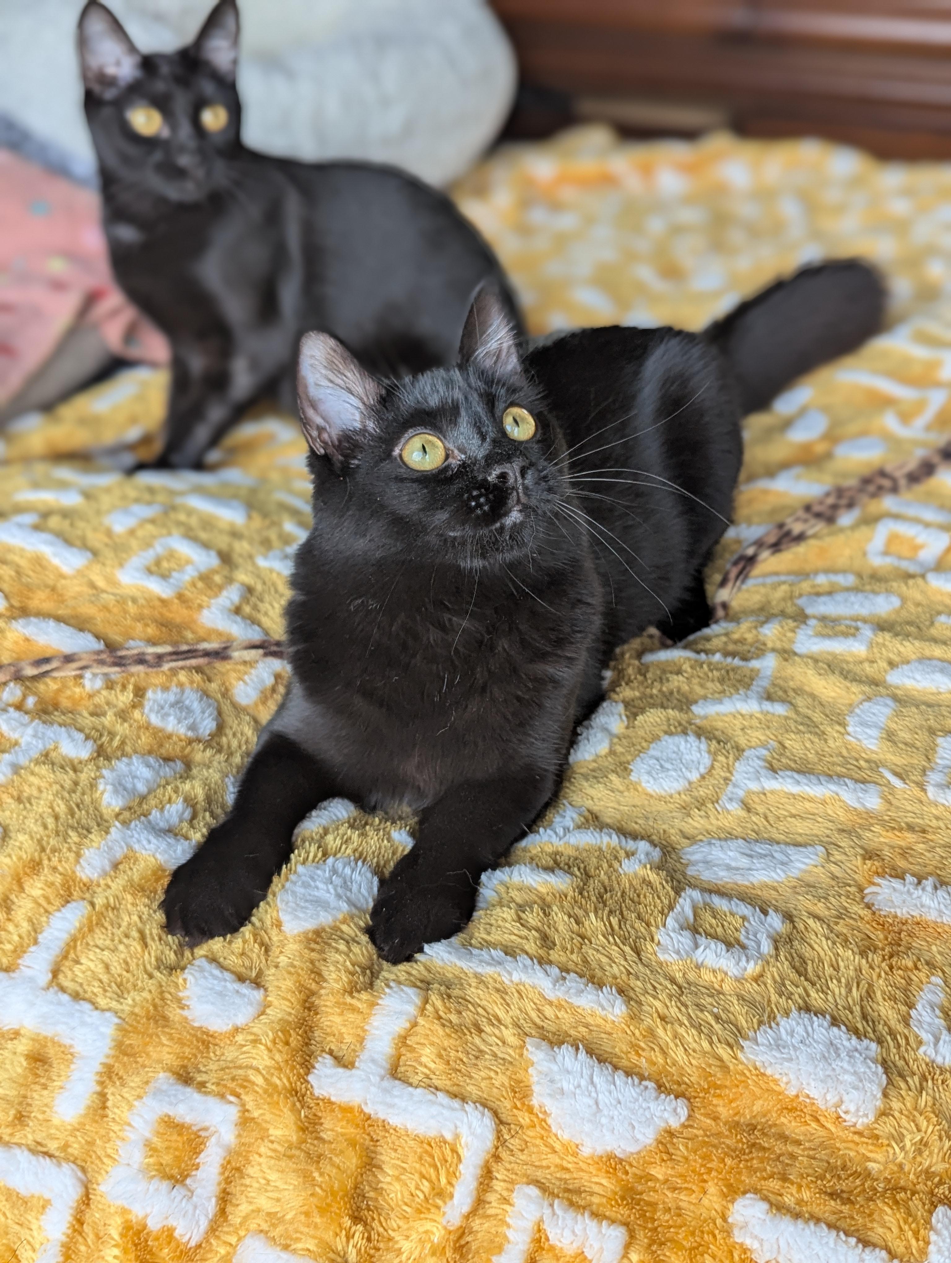 Mira (The tiny philosophers), a Adoptable Bombay in Canton, GA image 3/6