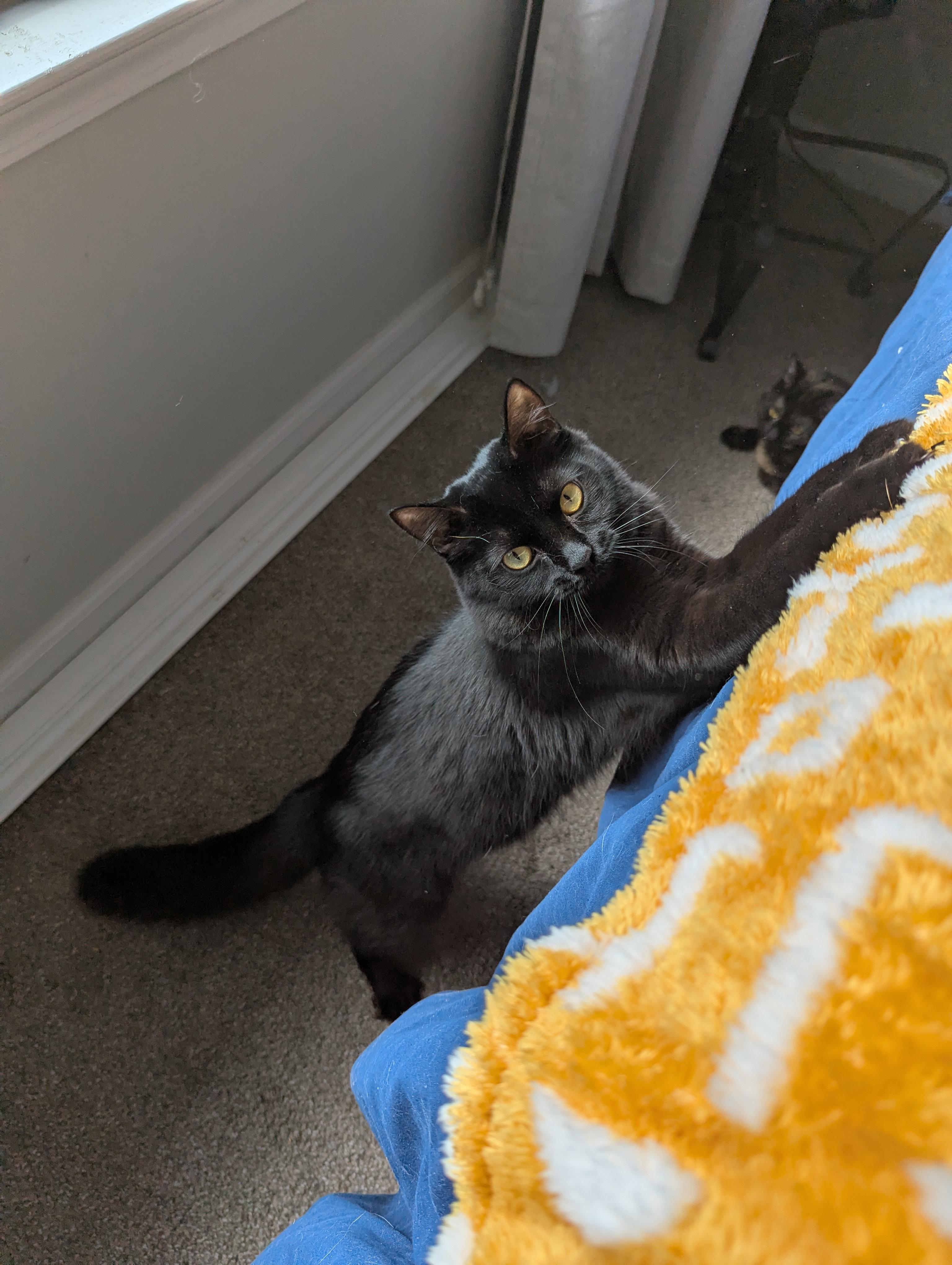 Mira (The tiny philosophers), a Adoptable Bombay in Canton, GA image 2/6