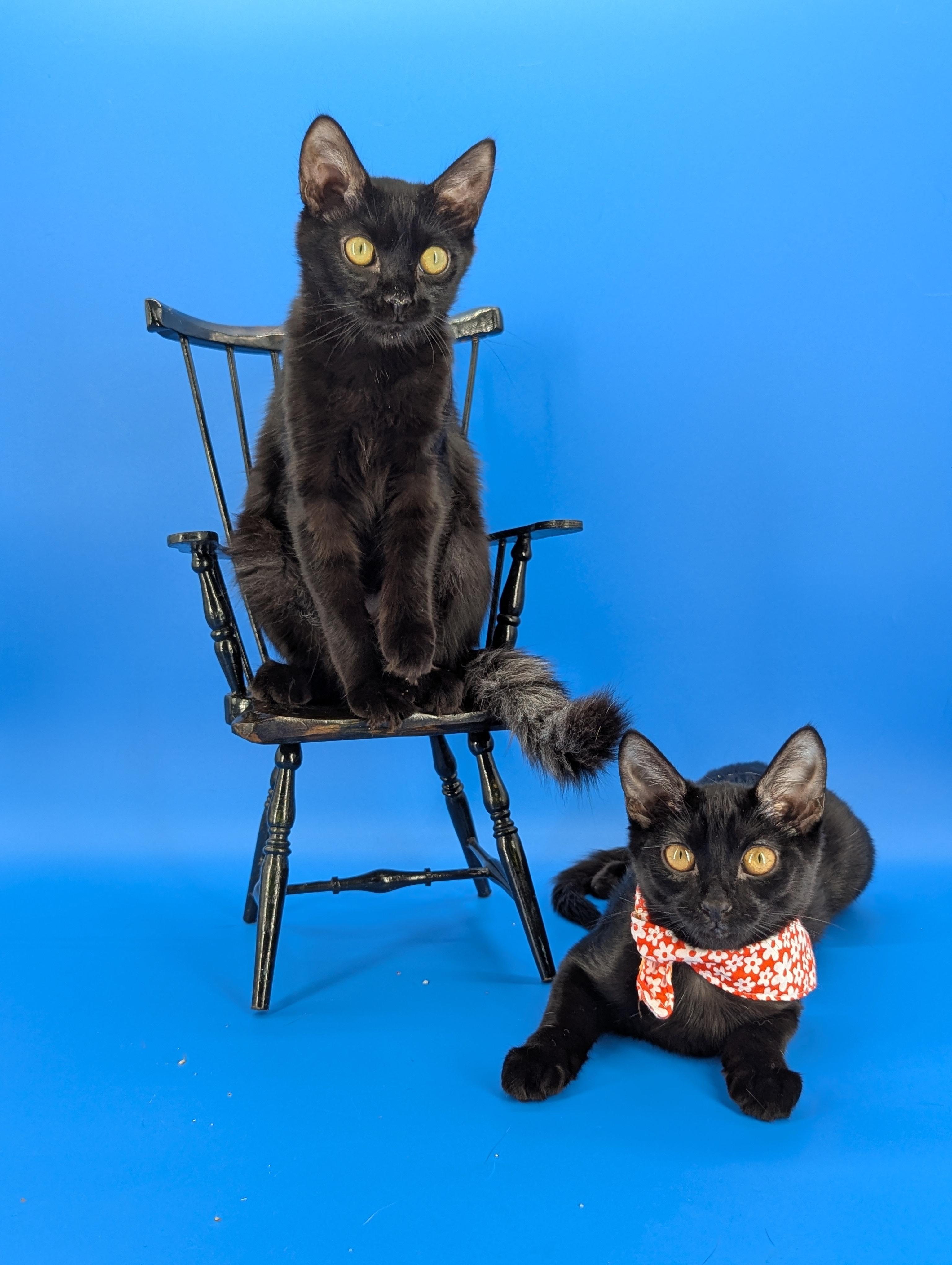 Enlarge Mira (The tiny philosophers), a Adoptable mixed breed in Canton, GA image 5/6