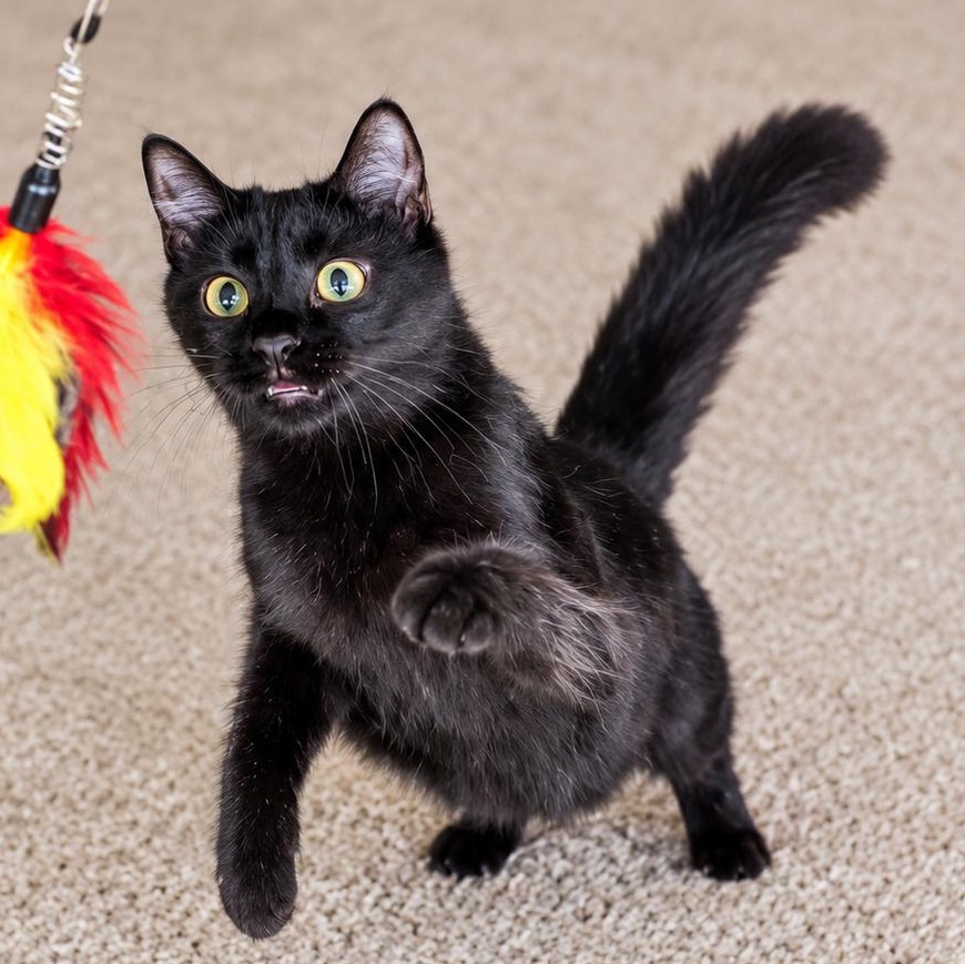 Mira (The tiny philosophers), Adoptable, Kitten Female Bombay.
