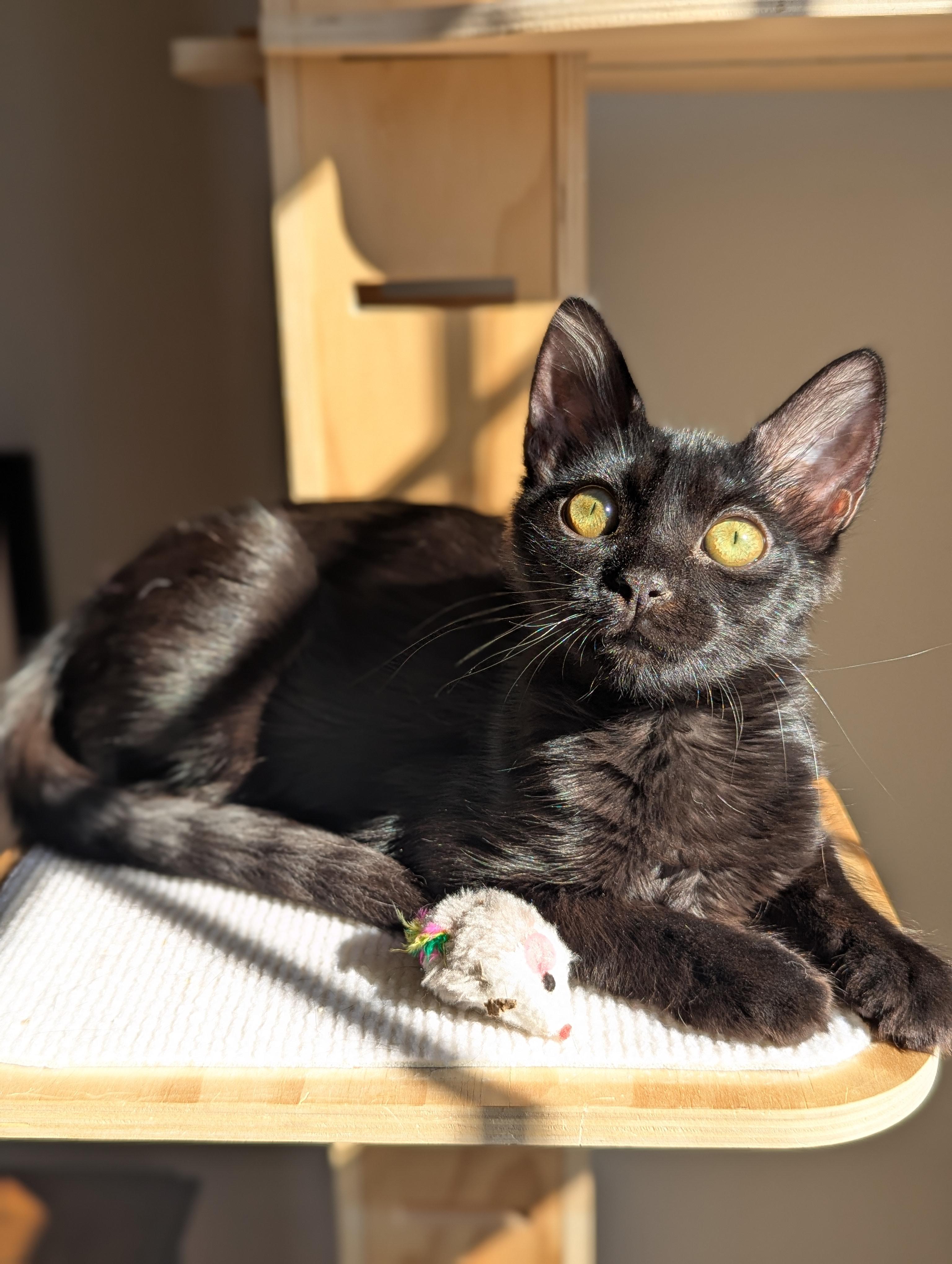 Mira (The tiny philosophers), a Adoptable Bombay in Canton, GA image 1/5