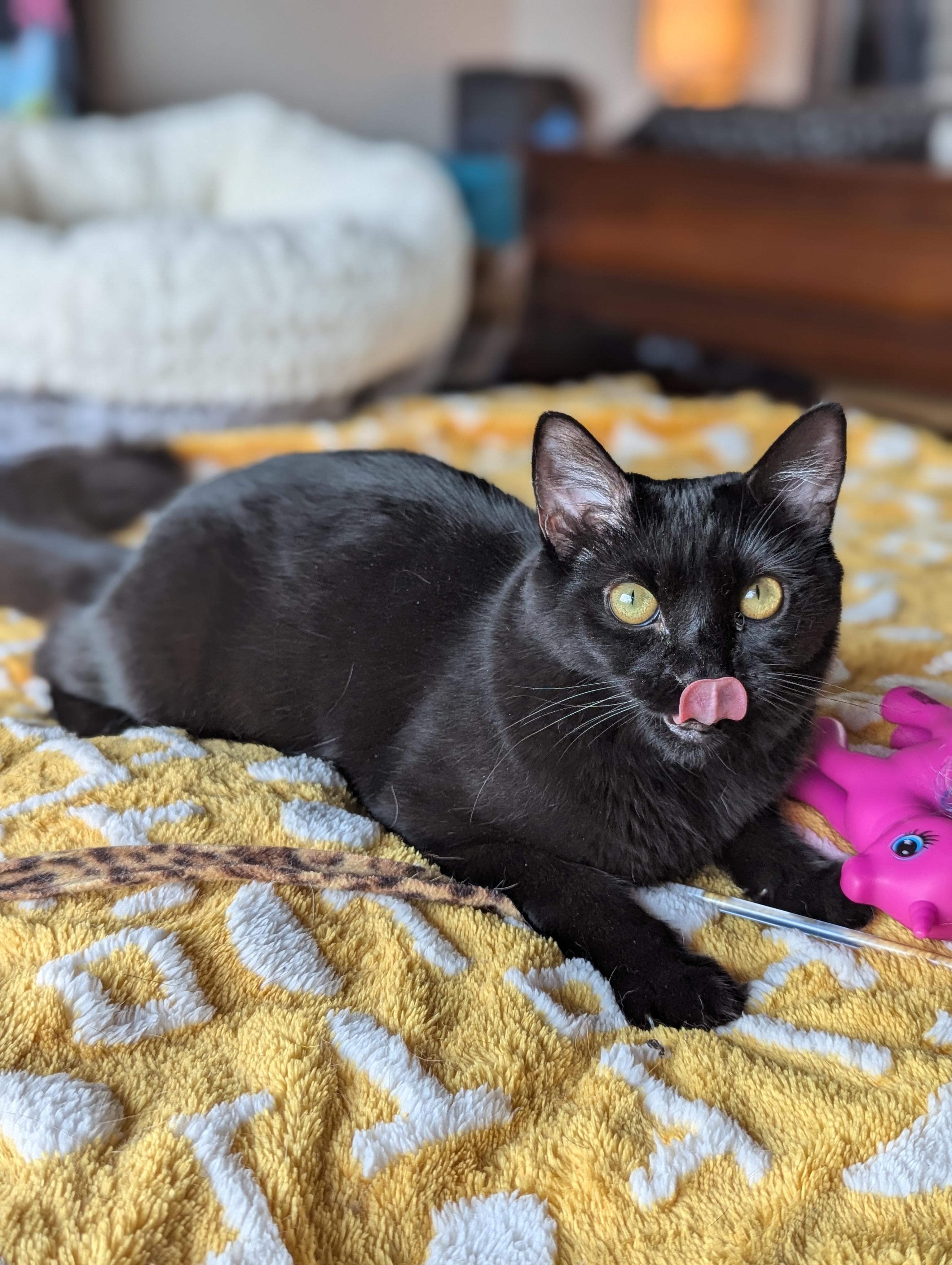 Enlarge Mira (The tiny philosophers), a Adoptable Bombay in Canton, GA image 6/6