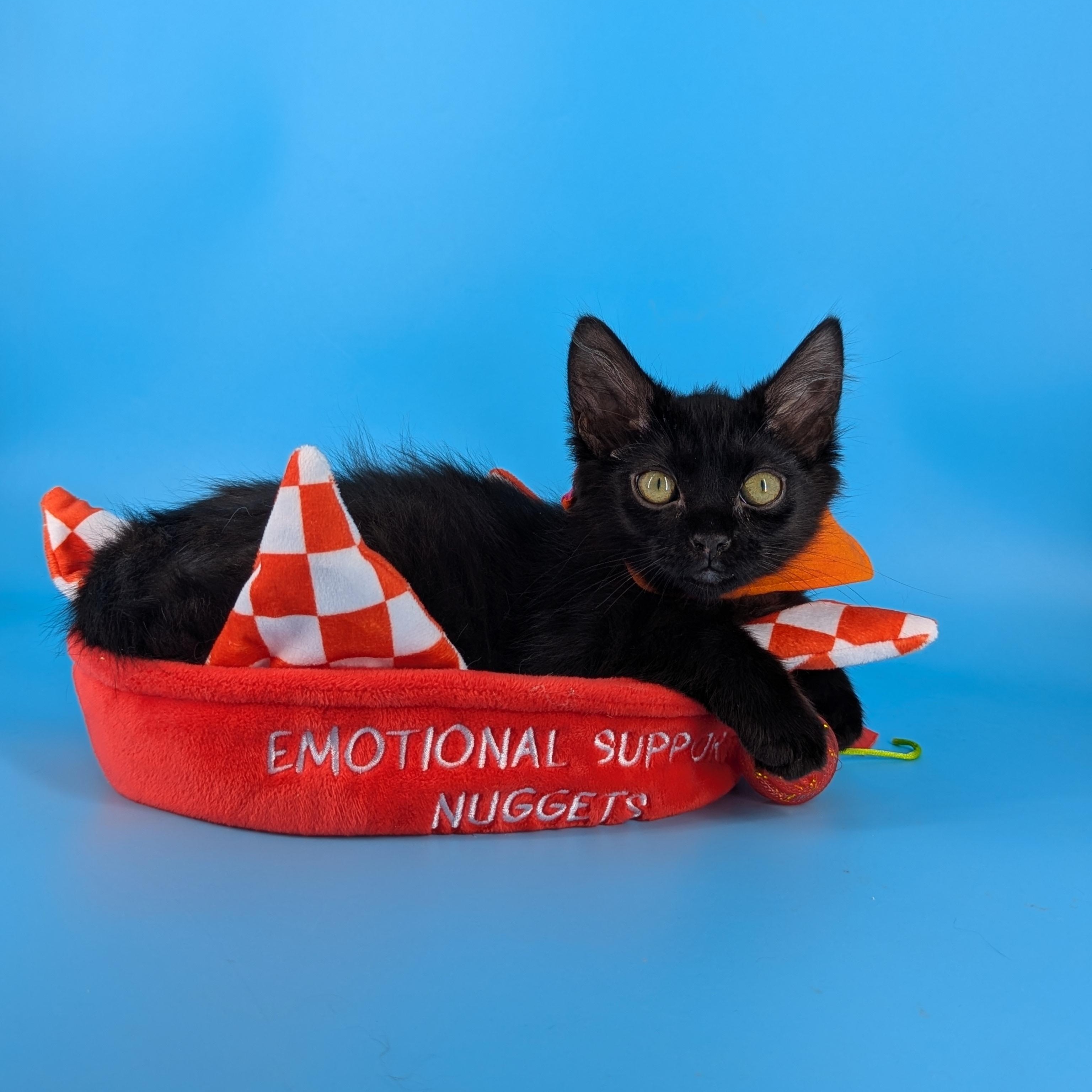 Enlarge Mira (The tiny philosophers), a Adoptable mixed breed in Canton, GA image 4/6