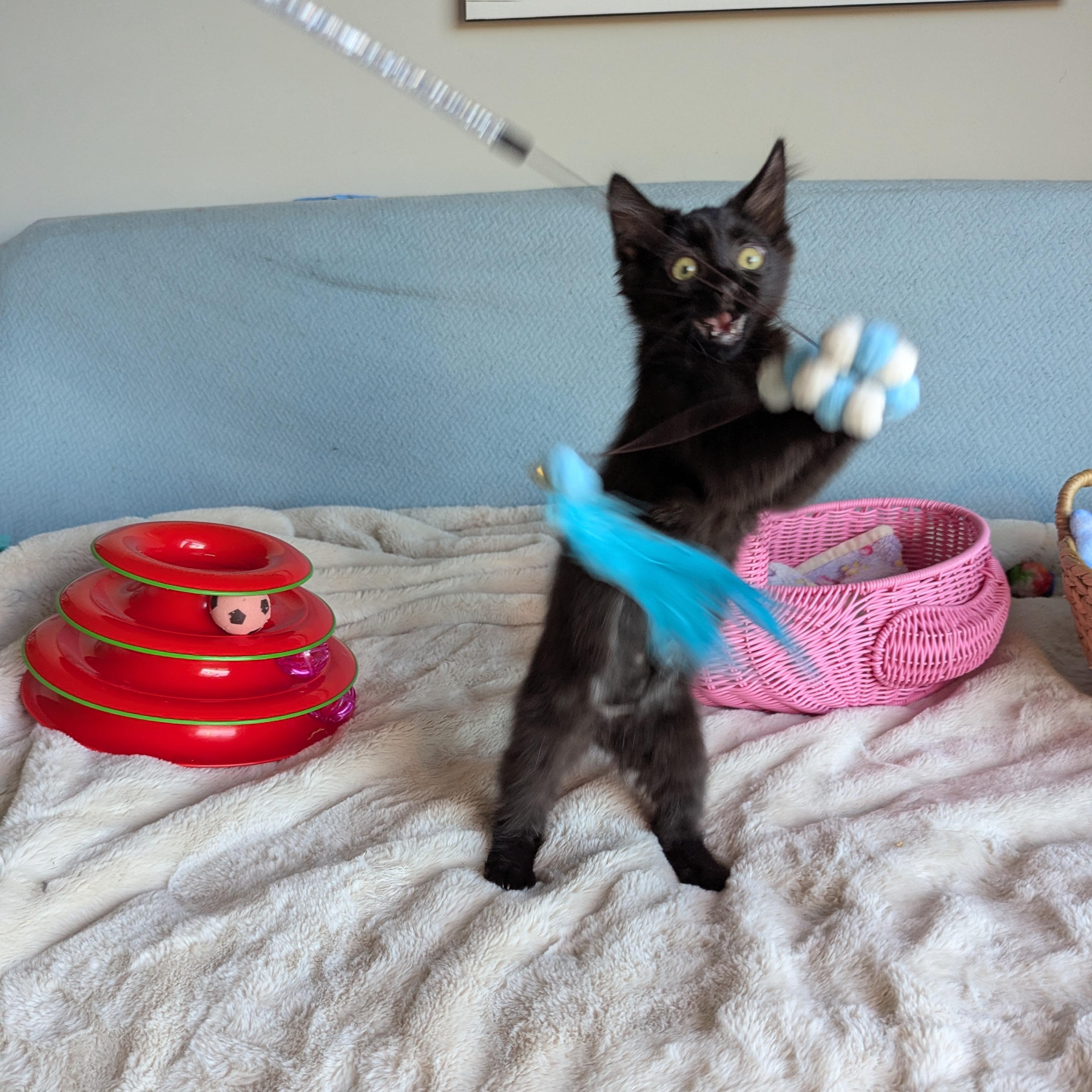 Enlarge Mira (The tiny philosophers), a Adoptable mixed breed in Canton, GA image 6/6