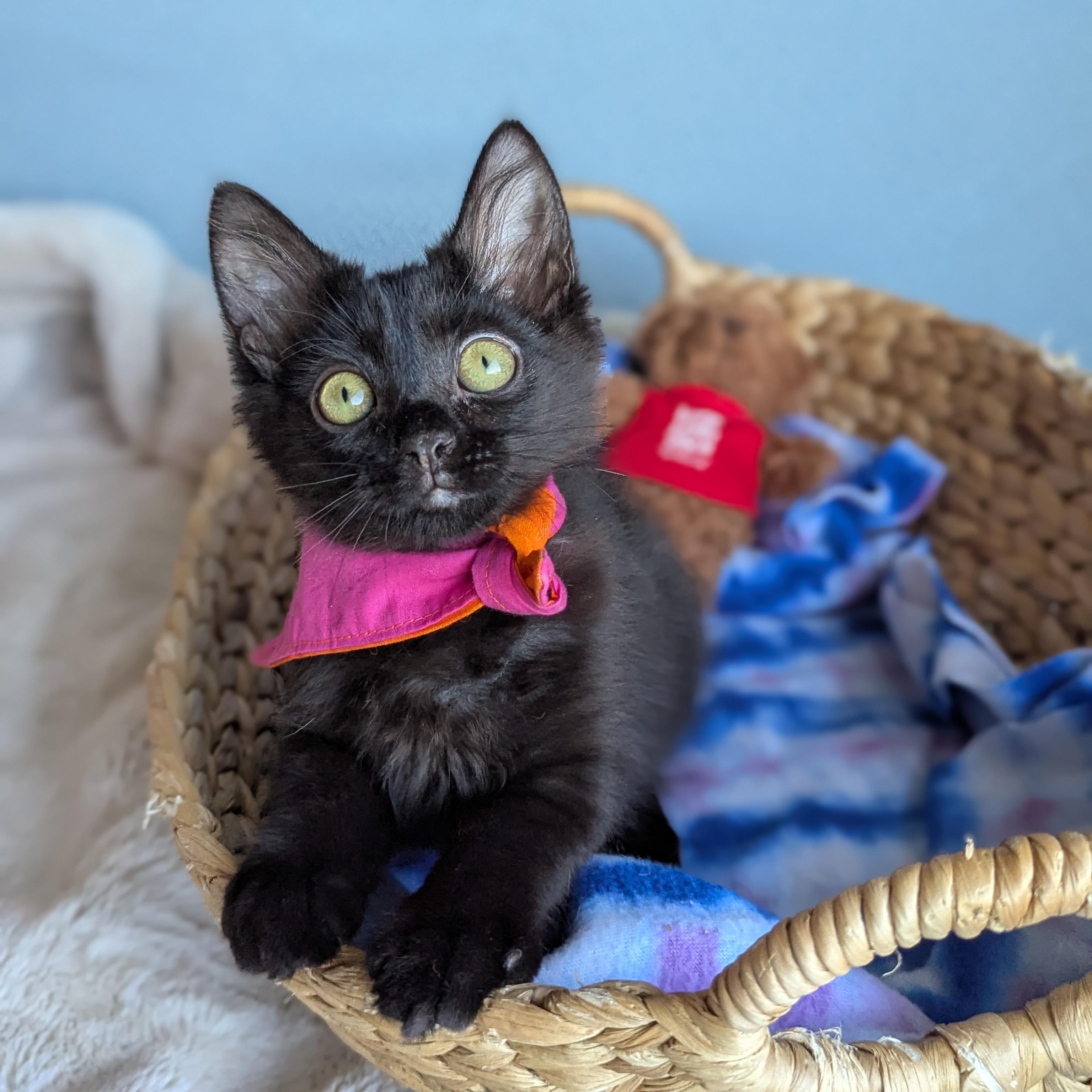 Enlarge Mira (The tiny philosophers), a Adoptable mixed breed in Canton, GA image 1/6