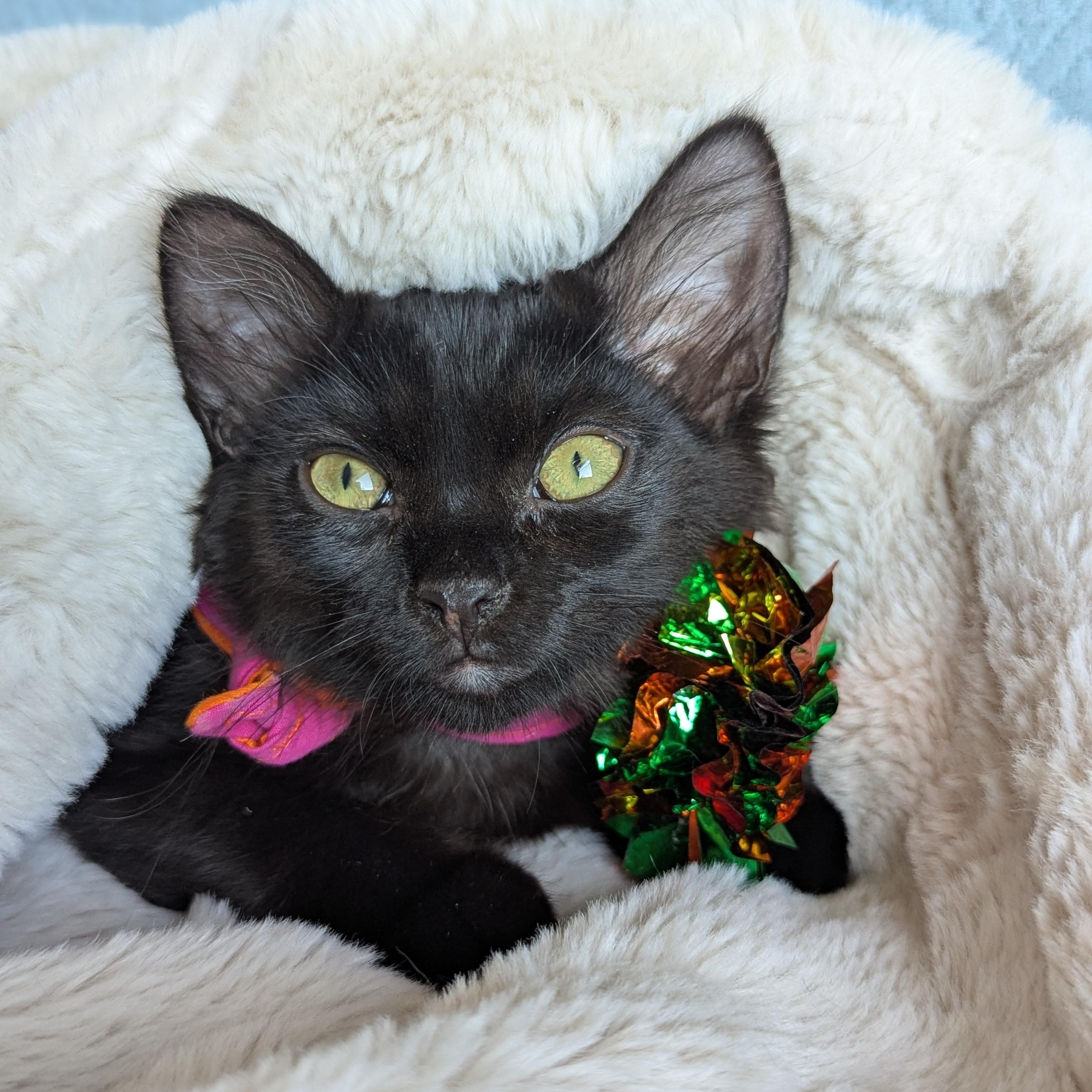 Enlarge Mira (The tiny philosophers), a Adoptable mixed breed in Canton, GA image 3/6