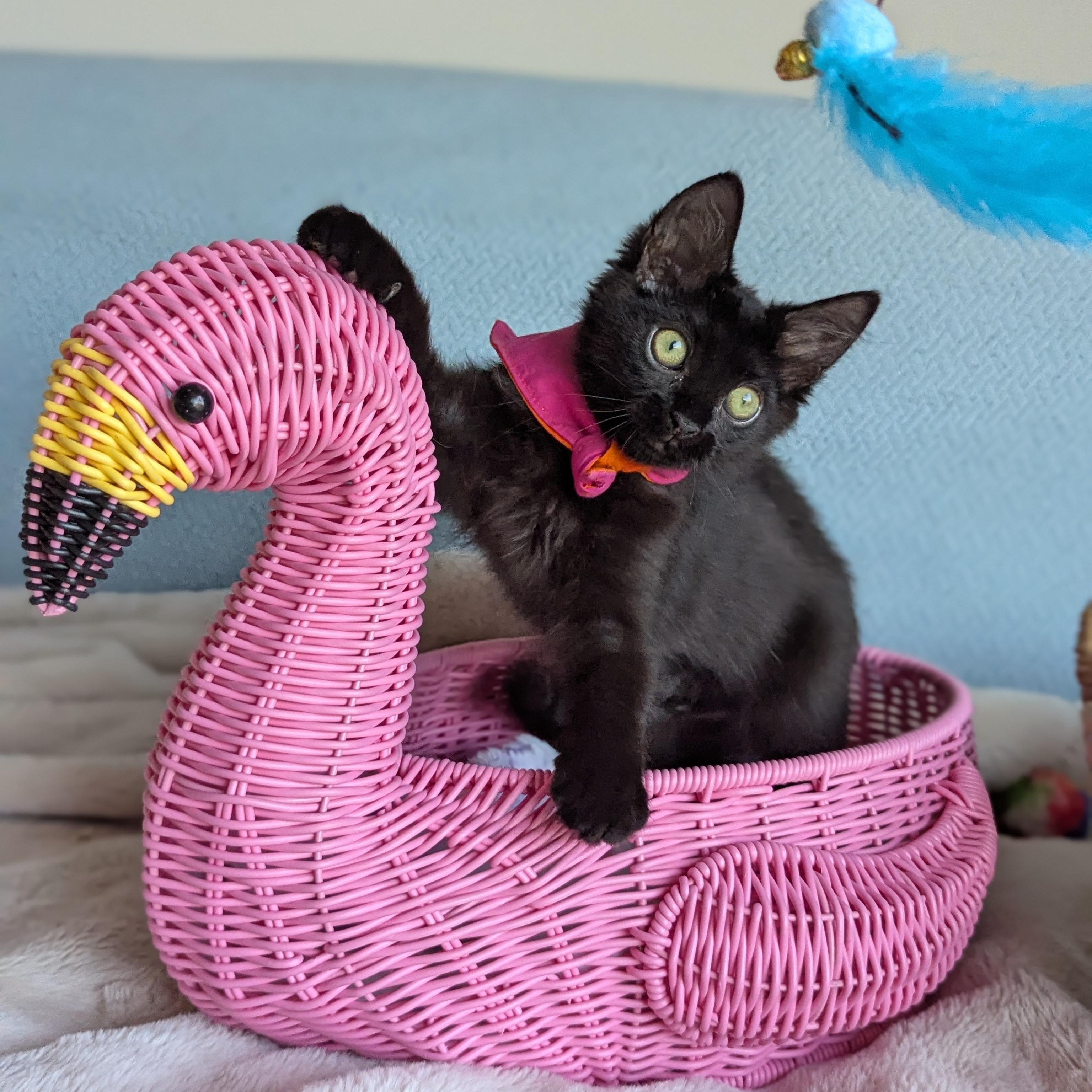 Enlarge Mira (The tiny philosophers), a Adoptable mixed breed in Canton, GA image 5/6