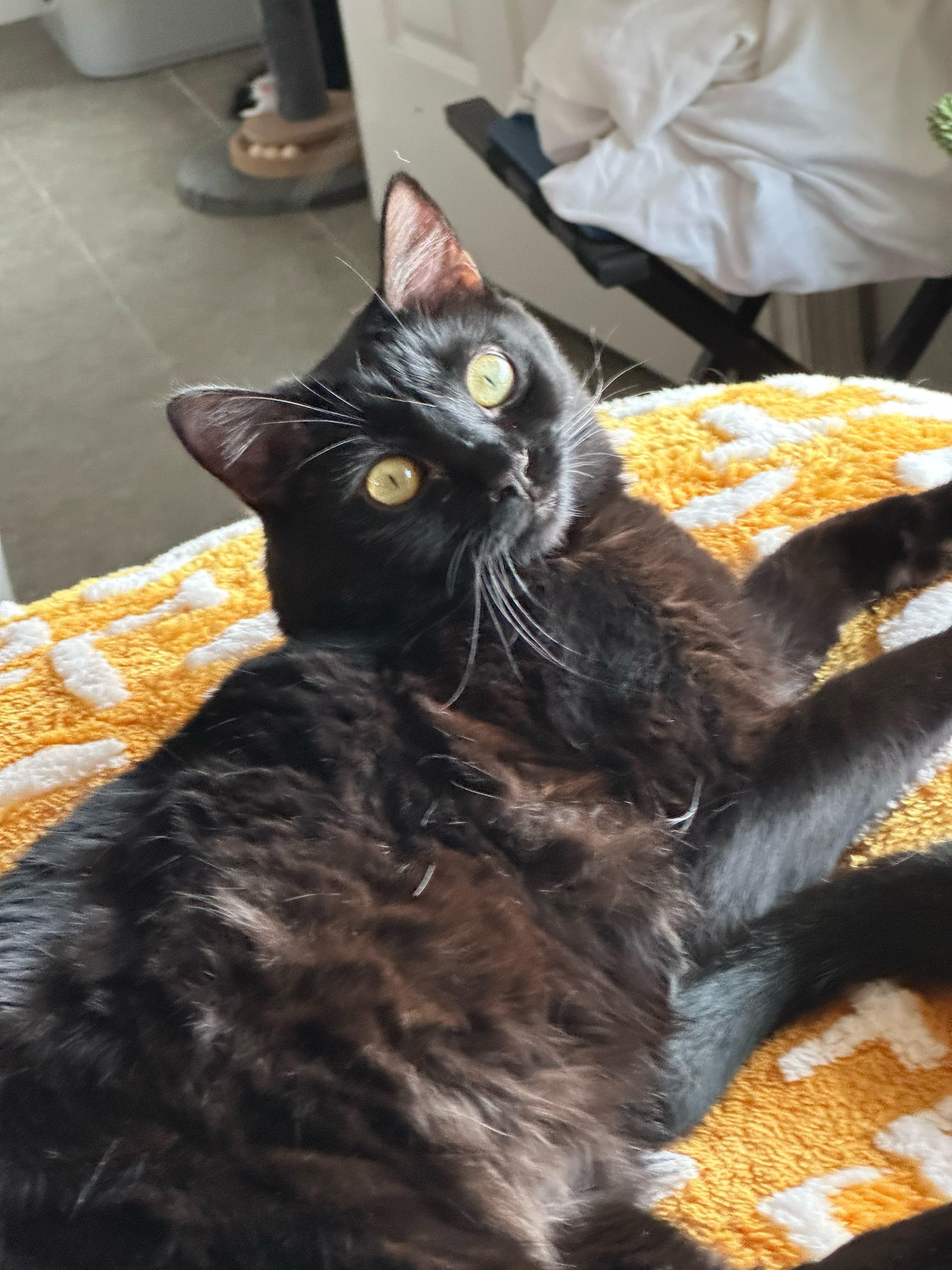 Mira (The tiny philosophers), a Adoptable Bombay in Canton, GA image 4/5