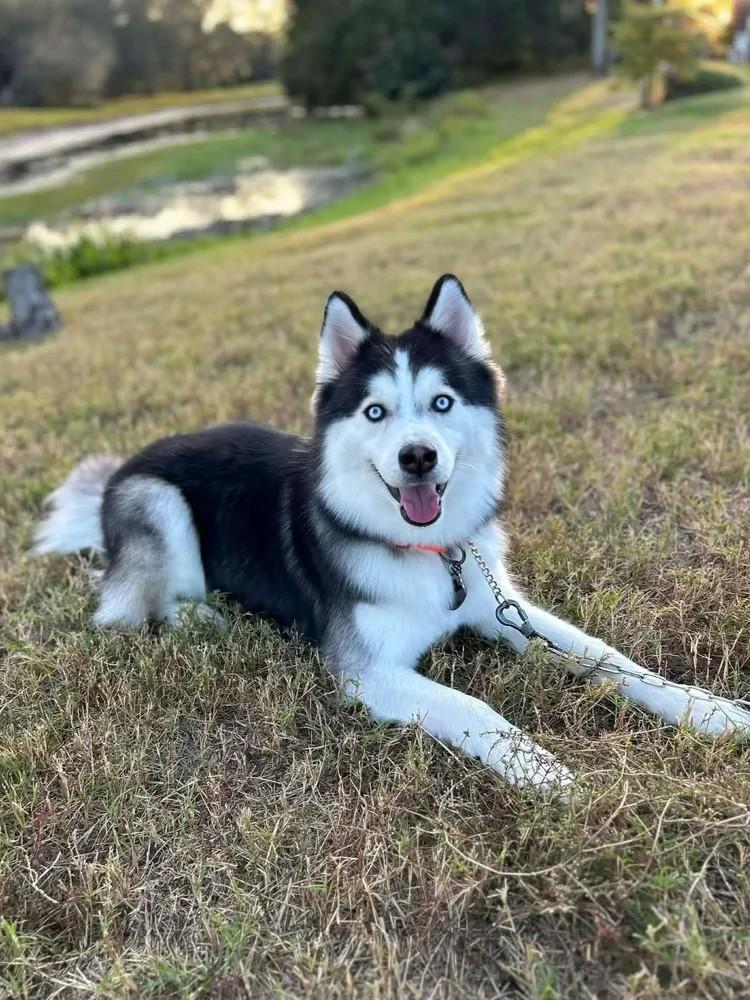 Enlarge Bluey, a ADOPTABLE Siberian Husky in Winter Springs, FL image 5/6
